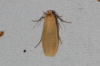Wittia sororcula