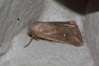 Mythimna albipuncta