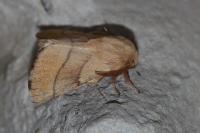 Malacosoma neustria