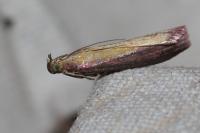 Oncocera semirubella