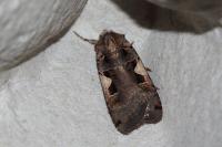 Xestia c-nigrum