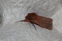 Phragmatobia fuliginosa