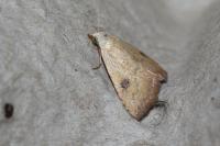Rivula sericealis