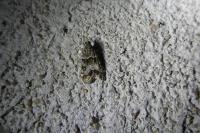 Eudonia mercurella