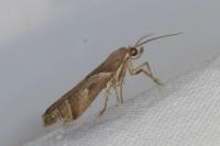 Nyctegretis lineana
