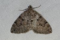 Thera cognata