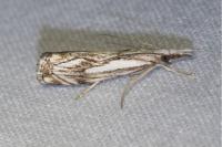 Catoptria falsella