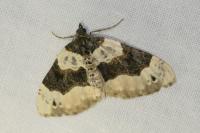 Cosmorhoe ocellata