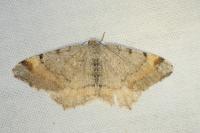 Macaria liturata