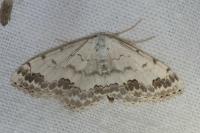 Scopula decorata