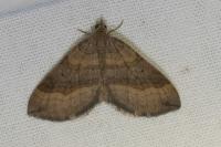 Scotopteryx chenopodiata