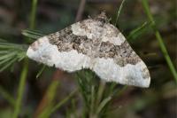 Epirrhoe galiata