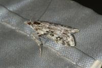 Eudonia lineola