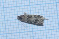 Eudonia lineola