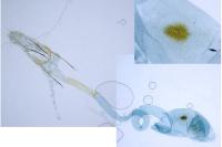 Eudonia lineola