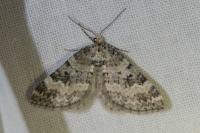 Pterapherapteryx sexalata