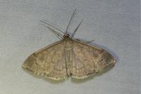 Anania fuscalis