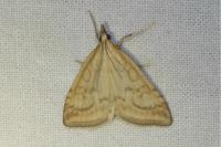 Udea lutealis