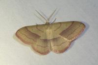 Rhodostrophia vibicaria
