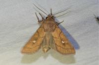 Mythimna conigera