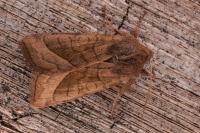 Hydraecia micacea
