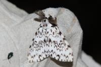 Lymantria monacha