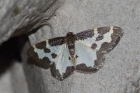 Lomaspilis marginata