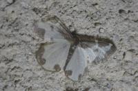 Lomaspilis marginata