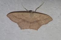 Scopula imitaria