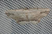 Menophra abruptaria
