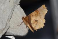 Selenia lunularia