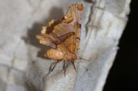 Selenia lunularia