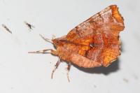Selenia dentaria