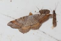 Macaria liturata