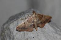 Endotricha flammealis