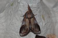 Notodonta ziczac