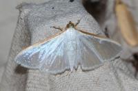 Palpita vitrealis