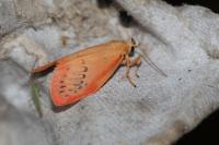 Miltochrista miniata