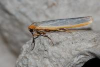 Manulea complana