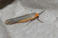 Manulea complana