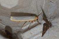 Manulea complana