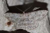 Hypomecis punctinalis