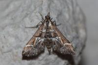Diasemia reticularis
