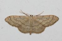 Idaea aversata