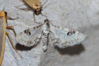 Eupithecia centaureata