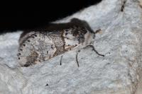 Furcula furcula