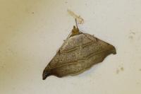 Laspeyria flexula