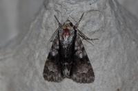 Acronicta alni