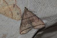 Herminia grisealis