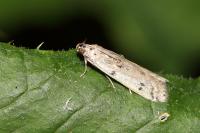 Phycitodes
